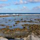 57- Le platier a maree basse 